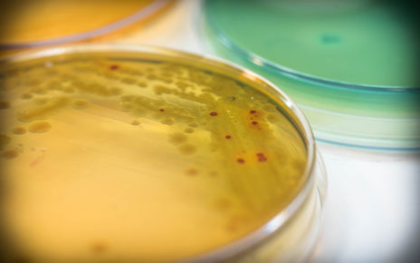 Badania: bakterie współpracują z wirusem, powodując infekcje w ranach